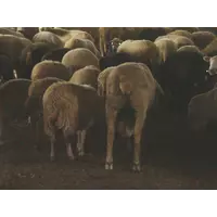 Разводим овец